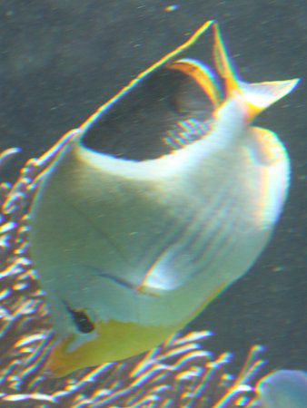 �Z�O���`���E�`���E�E�I
