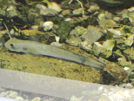 Awaous guamensis