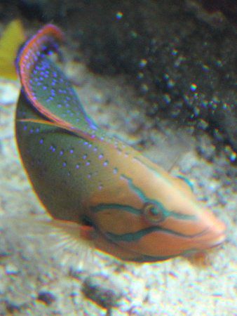 �c���x��(�I�՗�)