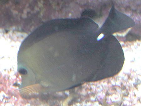 �S�}�n�M�iZebrasoma scopas�j
