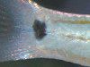 �I�I�X�W�C�V���`�i�垊�Ύ��j