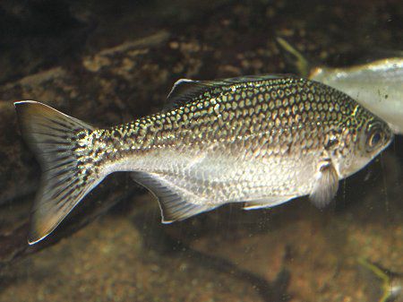 ���S�C�i����j