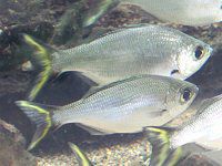 �V���o�[�t���b�O�e�[��