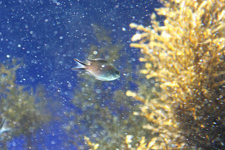 �X�Y���_�C�i����j