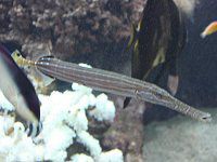 �w�����K���iTrumpet fish�j