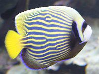 �^�e�W�}�L���`���N�_�C�i�c�ȋВ���j