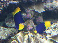 �X�~�����b�R