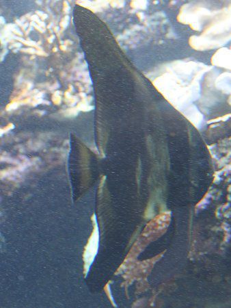 �c�o���E�I(����)
