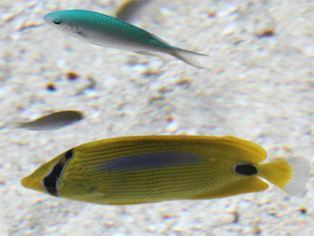 �A���_�}���o�^�t���C�t�B�b�V���iAndaman butterflyfish�j