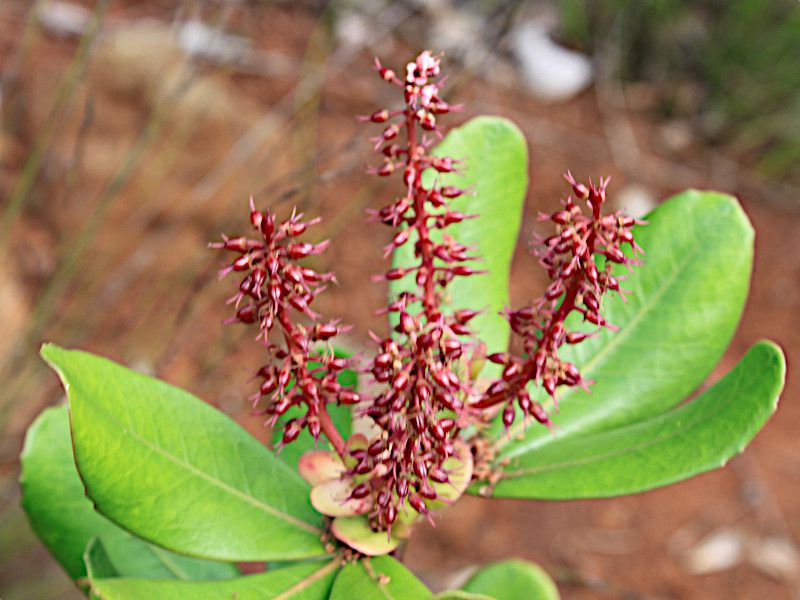 �N�m�j�A�v���v���A�i�w���FCunonia purpurea�j