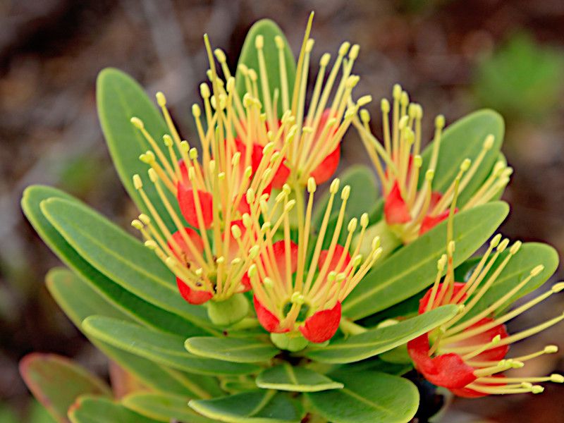 xanthostemon aurantiacus