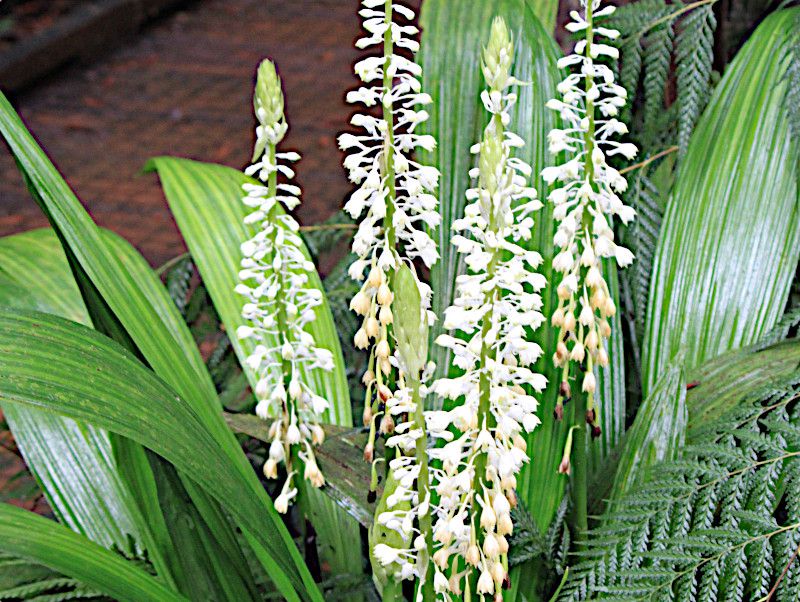 �J�����e�E�z�����E�J�i�w���FCalanthe hololeuca�j