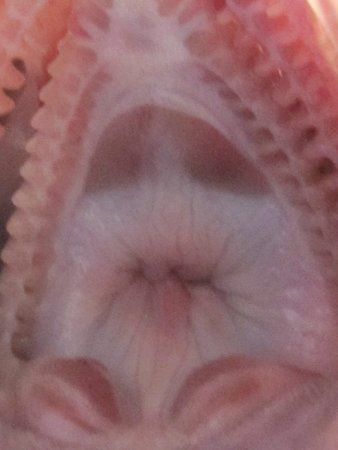 �N���i�L�c�l���o���A�}�]�C�j
