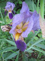 �W���[�}���E�A�C���X(German iris)