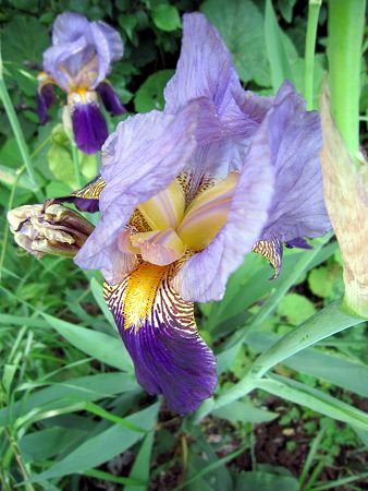 �W���[�}���E�A�C���X(German iris)