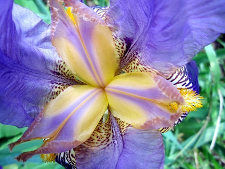�W���[�}���A�C���X�iGerman iris�j