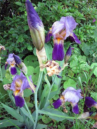 �W���[�}���E�A�C���X(German iris)