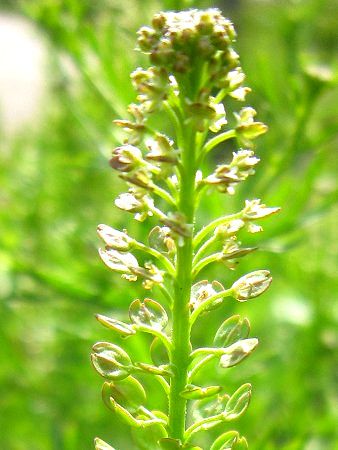 �L���n�}���O���o�C�i�Y�i�i�ؗt���R�z�T�j