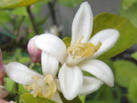 ������(Lemon)