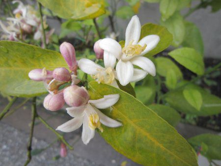������(Lemon)
