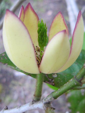 �J���^�l�I�K�^�}(���폵��)
