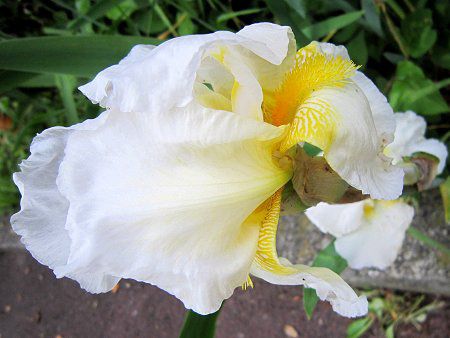 �W���[�}���E�A�C���X(German iris)