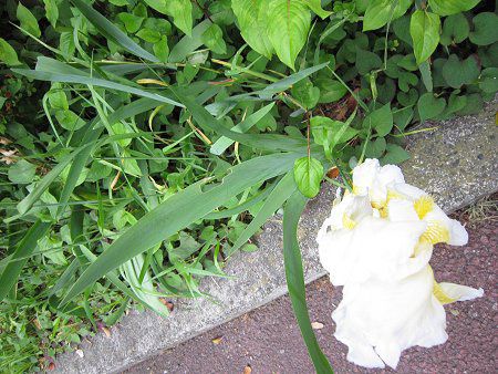 �W���[�}���E�A�C���X(German iris)