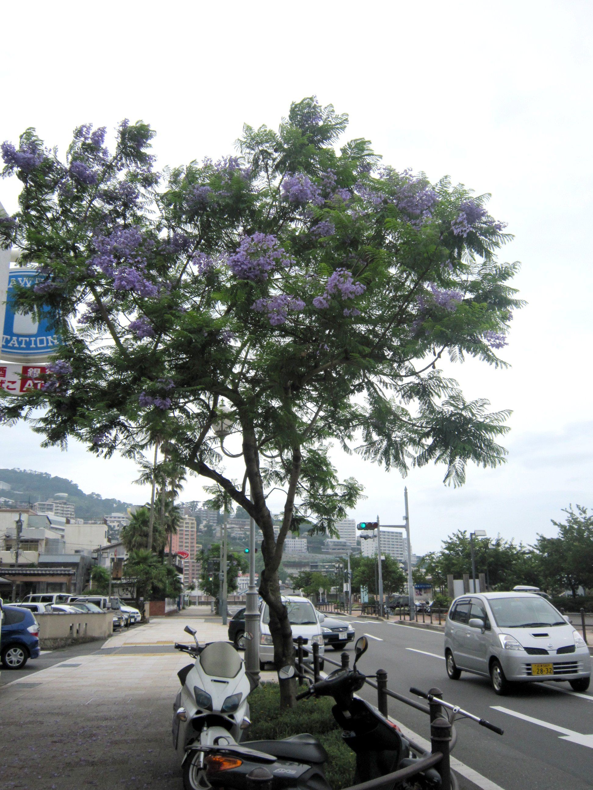 �W���J�����_(Jacaranda)