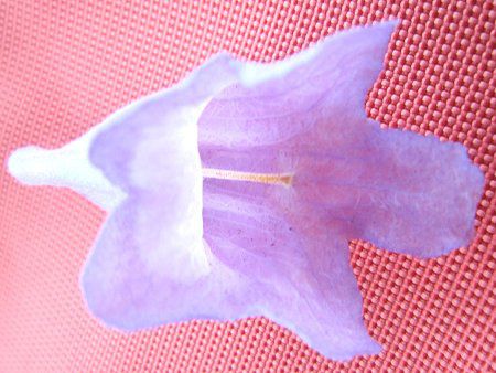 �W���J�����_(Jacaranda)