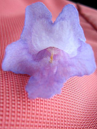 �W���J�����_(Jacaranda)