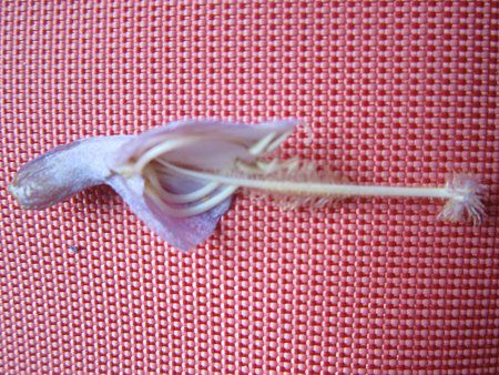 �W���J�����_(Jacaranda)