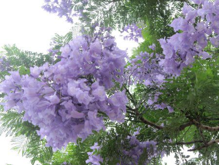 �W���J�����_(Jacaranda)
