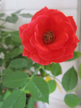 �c���o���i���K�N�j