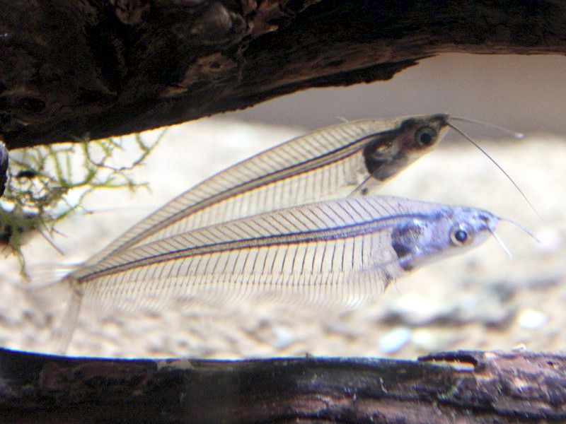 �g�����X���[�Z���g�O���X�L���b�g�t�B�b�V��(Trans Lucent glass Catfish)