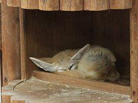 �t�F�l�b�N�iFennec�j