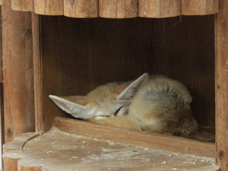 �t�F�l�b�N(Fennec) 