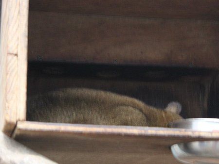 �L���J�W���[�iKinkajou�j