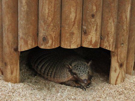 ���c�I�r�A���}�W���i�Z��Armadillo�j