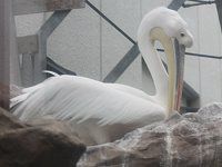 �����C���y���J���i���FPelican�j