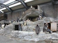 �P�[�v�y���M��(Cape Penguin)