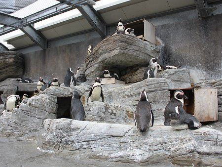 �P�[�v�y���M��(Cape Penguin)