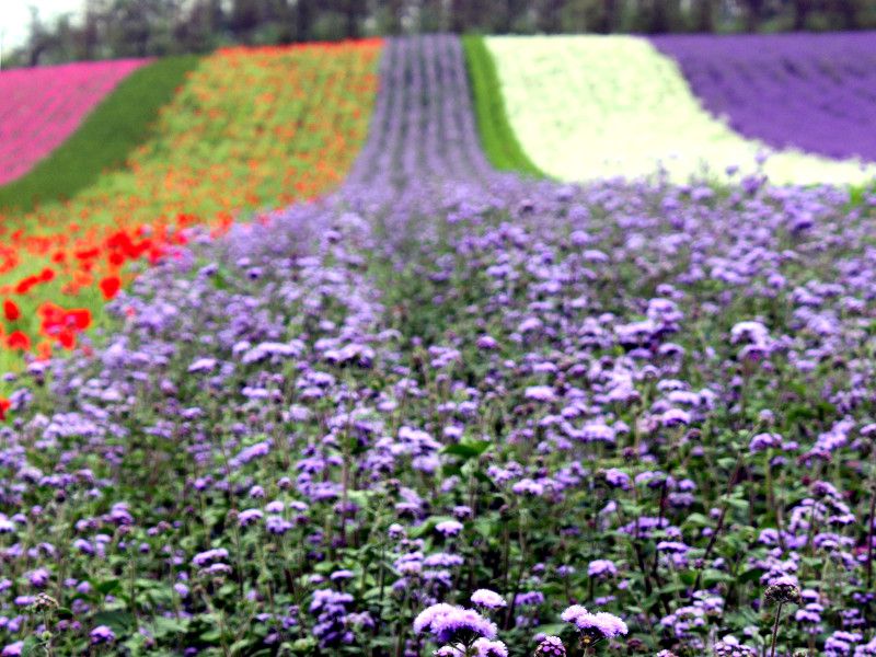 �A�Q���^��(Ageratum)