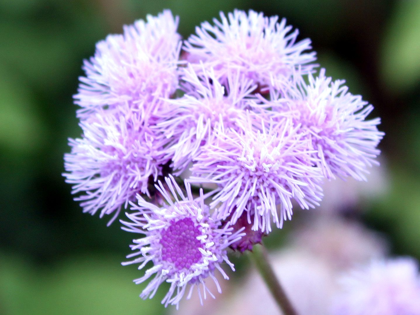 �A�Q���^��(Ageratum)