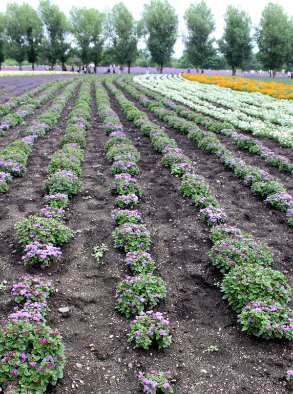 �A�Q���^��(Ageratum)�̔�