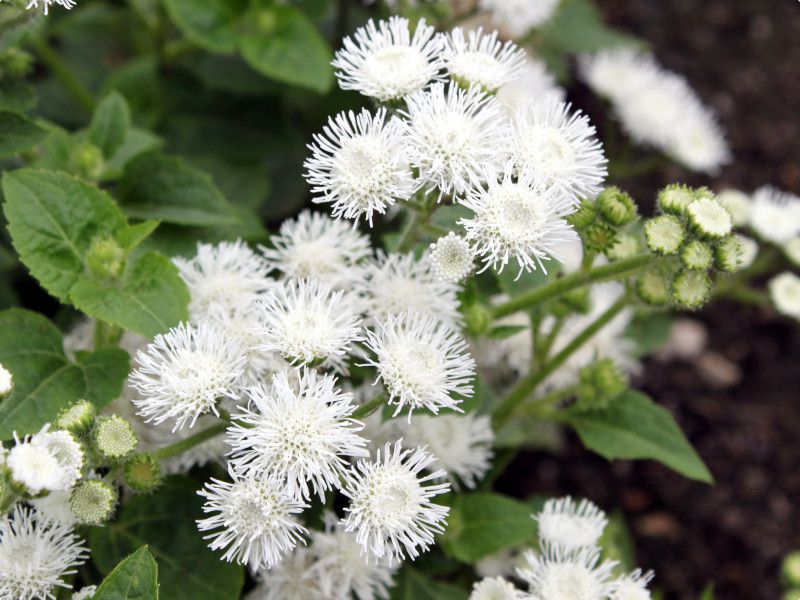 �A�Q���^��(Ageratum)