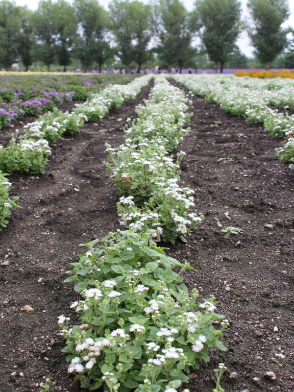�A�Q���^��(Ageratum)�̔�