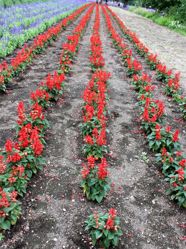�T���r�A�E�X�v�����f���X(Salvia splendens)