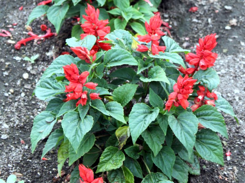 �T���r�A�E�X�v�����f���X(Salvia splendens)