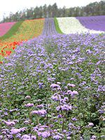 �A�Q���^��(Ageratum)�̔�