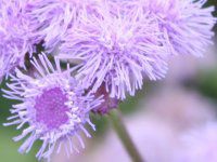 �A�Q���^��(Ageratum) 